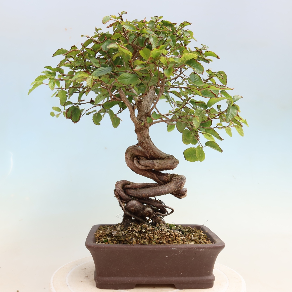 Vonkajšie bonsaje -Carpinus CARPINOIDES - Hrab kórejský