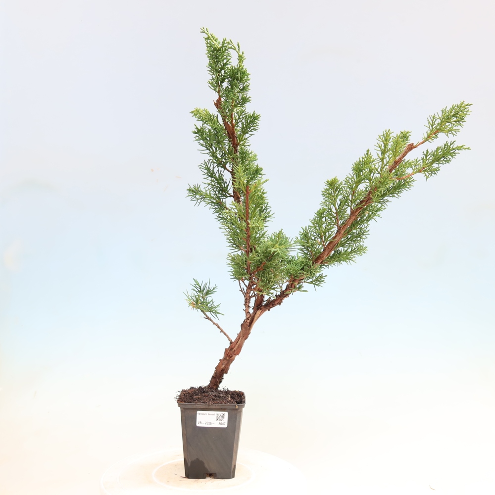 Vonkajší bonsaj - Juniperus chinensis Kishu