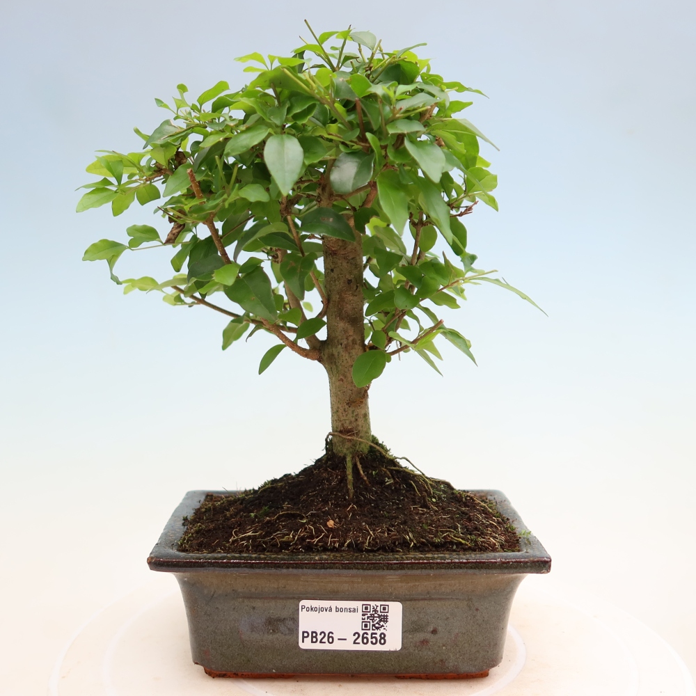 Izbový bonsaj -Ligustrum chinensis - Vtáčí zobák