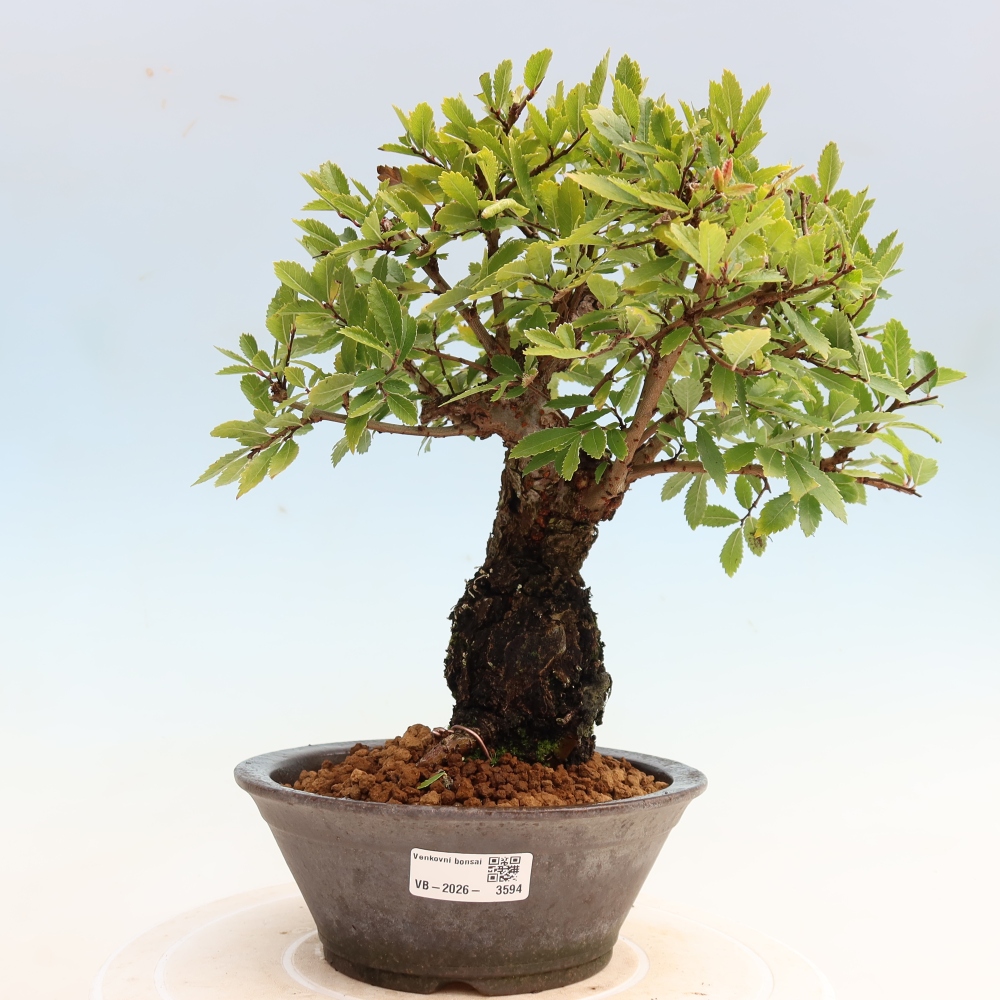 Vonkajšie bonsaje - Zelkova - Zelkova NIRE