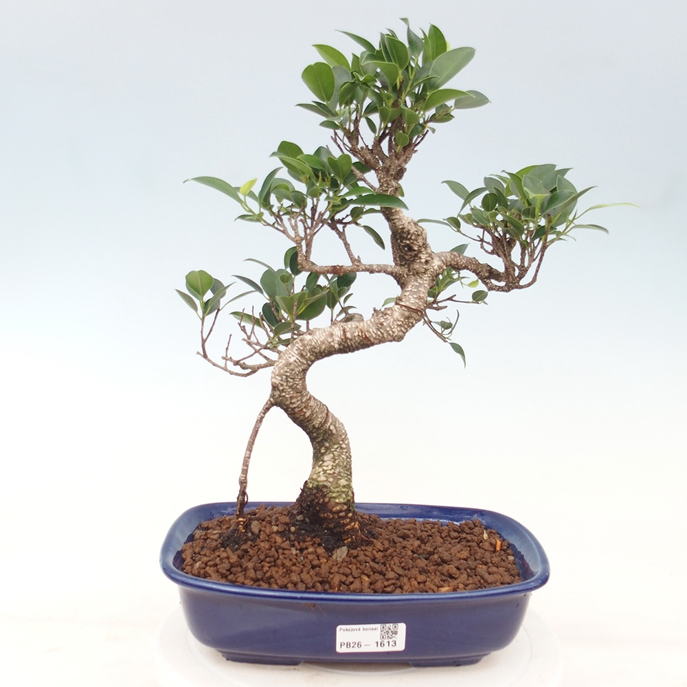 Izbové bonsaje - Ficus kimmen - drobnolistý fikus