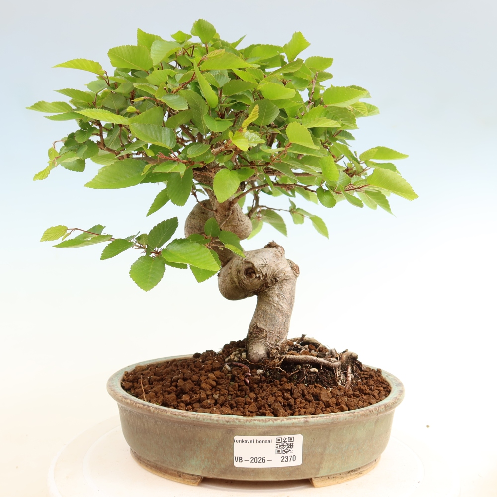 Vonkajší bonsaj -Carpinus coreana - Hrab kórejský