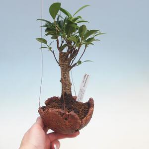 Kokedama v keramice - malolistý ficus - Ficus kimmen
