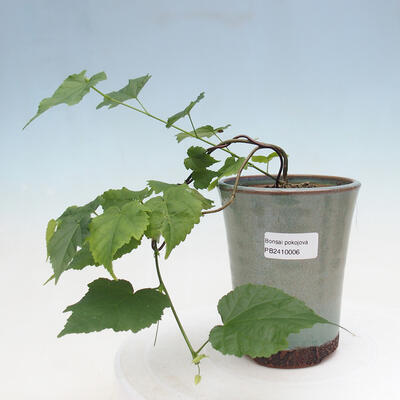 Izbová bonsai - Malvaviscus arboreus - ibištekovec drevnatý PB2410006 - 1