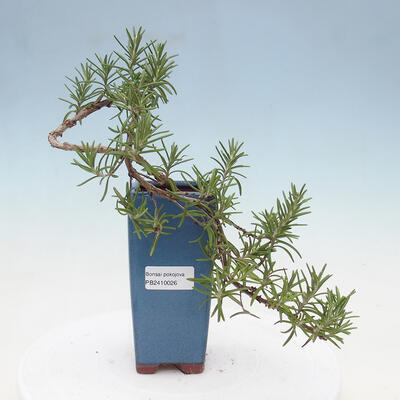 Izbová bonsai - Rozmarín lekársky-Rosmarinus officinalis PB2410026 - 1