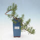 Izbová bonsai - Rozmarín lekársky-Rosmarinus officinalis PB2410026 - 1/3