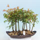 Acer palmatum - Javor dlaňolistý - lesík - 1/4