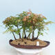 Acer palmatum - Javor dlaňolistý - lesík - 1/4