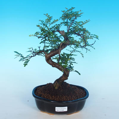 Izbová bonsai - Zantoxylum piperitum - Pepřovník - 1