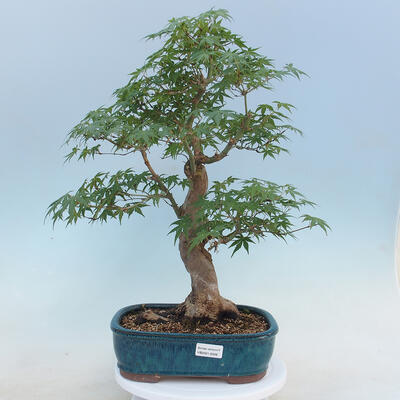 Acer palmatum - Javor dlaňolistý - 1