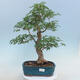 Acer palmatum - Javor dlaňolistý - 1/5