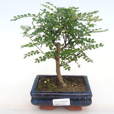 Izbová bonsai - Zantoxylum piperitum - Piepor PB2201100 - 1