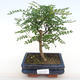 Izbová bonsai - Zantoxylum piperitum - Piepor PB2201100 - 1/4