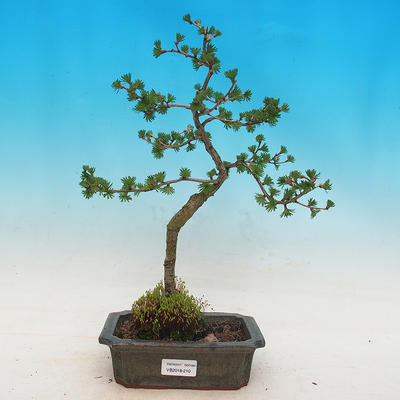 Vonkajší bonsai -Larix decidua - Smrekovec opadavý