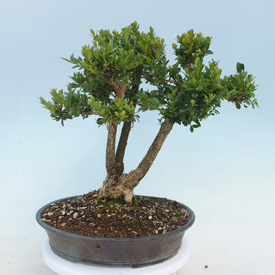 Vonkajšie bonsai - Buxus microphylla - krušpán - 1