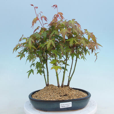 Acer palmatum - Javor dlaňolistý - lesík - 1