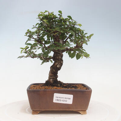 Vonkajšie bonsai - Zelkova - Zelkova Nirom - 1
