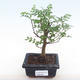 Pokojová bonsai - Zantoxylum piperitum - pepřovník PB220100 - 1/5
