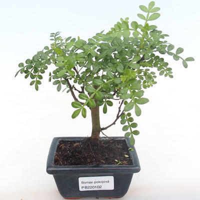 Pokojová bonsai - Zantoxylum piperitum - pepřovník PB220102 - 1