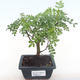 Pokojová bonsai - Zantoxylum piperitum - pepřovník PB220102 - 1/5