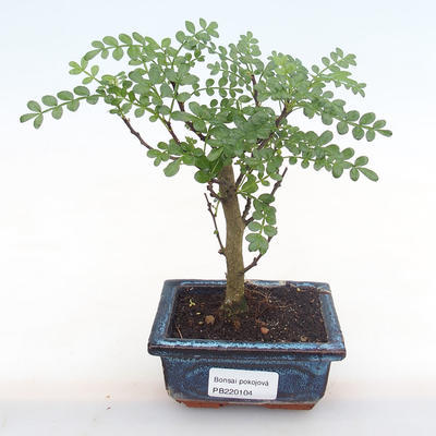 Pokojová bonsai - Zantoxylum piperitum - pepřovník PB220104 - 1