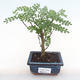 Pokojová bonsai - Zantoxylum piperitum - pepřovník PB220104 - 1/5