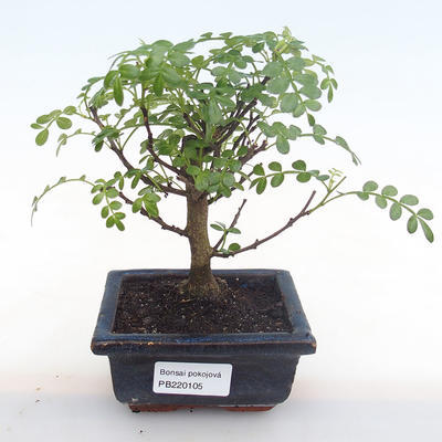 Pokojová bonsai - Zantoxylum piperitum - pepřovník PB220105 - 1