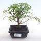 Pokojová bonsai - Zantoxylum piperitum - pepřovník PB220105 - 1/5