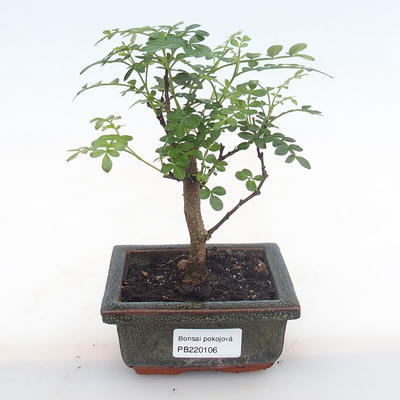 Pokojová bonsai - Zantoxylum piperitum - pepřovník PB220106 - 1