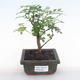 Pokojová bonsai - Zantoxylum piperitum - pepřovník PB220106 - 1/5