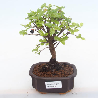Pokojová bonsai - Sagerécie thea - Sagerécie thea  PB220107 - 1