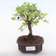 Pokojová bonsai - Sagerécie thea - Sagerécie thea  PB220107 - 1/4