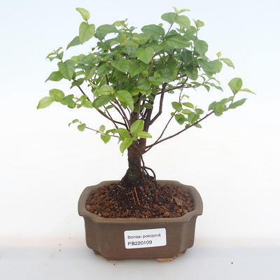 Pokojová bonsai - Sagerécie thea - Sagerécie thea  PB220109 - 1