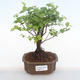 Pokojová bonsai - Sagerécie thea - Sagerécie thea  PB220109 - 1/4