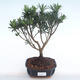 Pokojová bonsai - Podocarpus - Kamenný tis PB220115 - 1/4