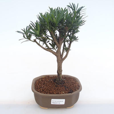 Pokojová bonsai - Podocarpus - Kamenný tis PB220119 - 1