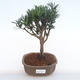 Pokojová bonsai - Podocarpus - Kamenný tis PB220119 - 1/4
