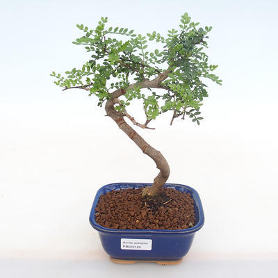 Pokojová bonsai - Zantoxylum piperitum - Pepřovník PB220122 - 1