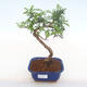 Pokojová bonsai - Zantoxylum piperitum - Pepřovník PB220122 - 1/4