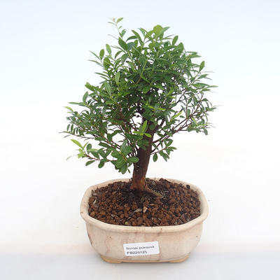Pokojová bonsai - Syzygium - Pimentovník PB220125 - 1