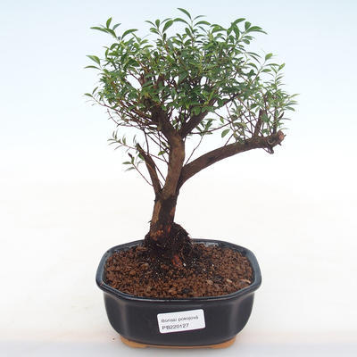 Pokojová bonsai - Syzygium - Pimentovník PB220127 - 1