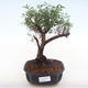 Pokojová bonsai - Syzygium - Pimentovník PB220127 - 1/3
