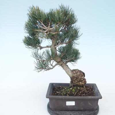 Pinus parviflora - borovica drobnokvetá VB2020-127 - 1