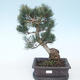 Pinus parviflora - borovica drobnokvetá VB2020-127 - 1/3