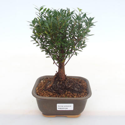 Pokojová bonsai - Syzygium - Pimentovník PB220128 - 1