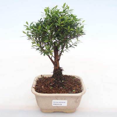 Pokojová bonsai - Syzygium - Pimentovník PB220129 - 1