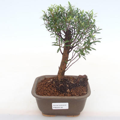 Pokojová bonsai - Syzygium - Pimentovník PB220130 - 1