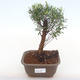 Pokojová bonsai - Syzygium - Pimentovník PB220130 - 1/3