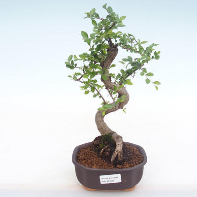 Pokojová bonsai - Ulmus parvifolia - Malolistý jilm PB220132 - 1