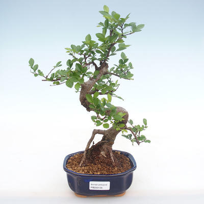 Pokojová bonsai - Ulmus parvifolia - Malolistý jilm PB220135 - 1
